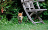 Wildlife Repellers